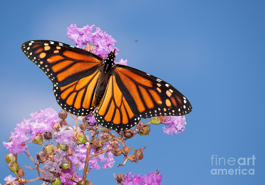 Monarch on Crape Myrtle Photograph by Sari ONeal