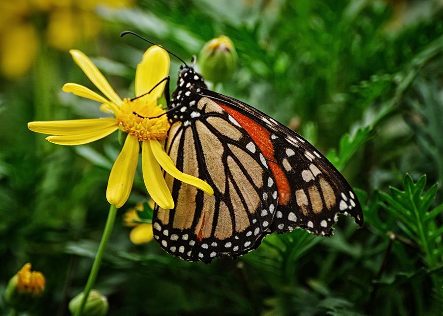 Monarch on Daisy Photograph by Alan Hart