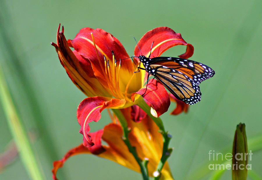 Monarch on DayLily Photograph by Karen Adams