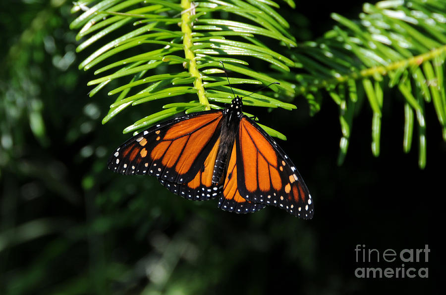 Monarch on Evergreen Photograph by Sarah Schroder