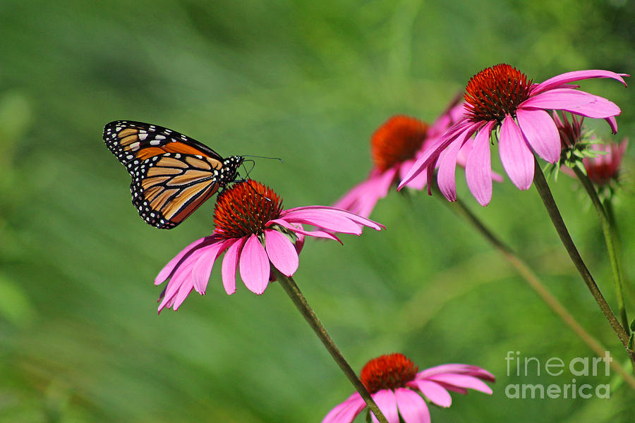 Monarch on Garden Coneflowers Photograph by Karen Adams