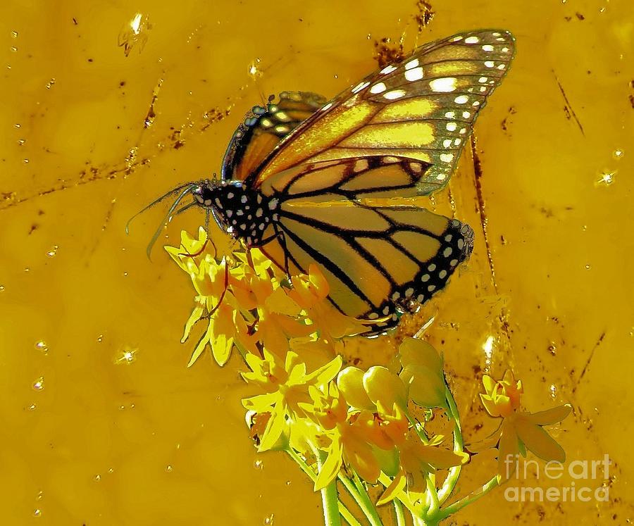 Monarch on Gold Photograph by Janette Boyd