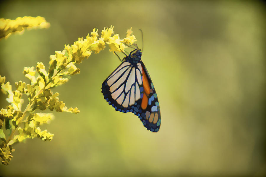 Monarch on Goldenrod Photograph by Jack R Perry