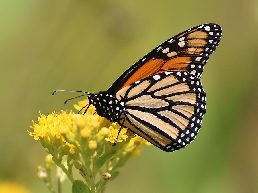 Monarch on Goldenrod Photograph by John Dart