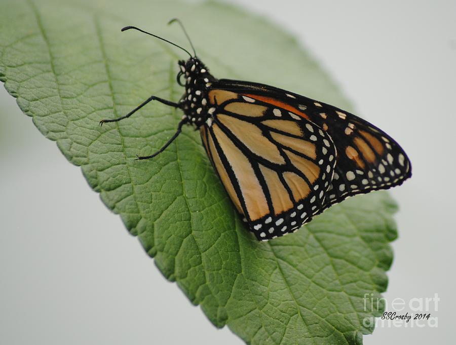 Monarch on Green Photograph by Susan Stevens Crosby