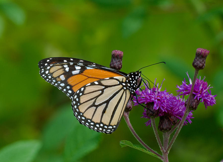 Butterfly Photograph - Monarch on Iron Weed by Jim Zablotny