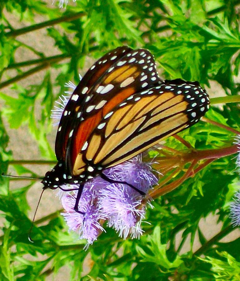 Butterfly Photograph - Monarch on Migration by Mountain Femme