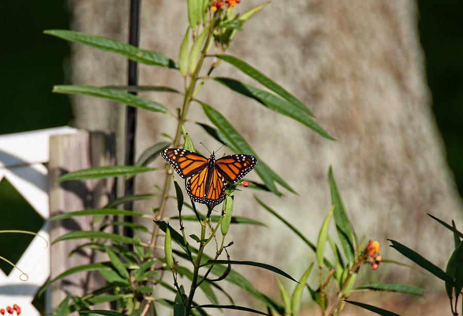 Butterfly Photograph - Monarch On Milkweed by John Black