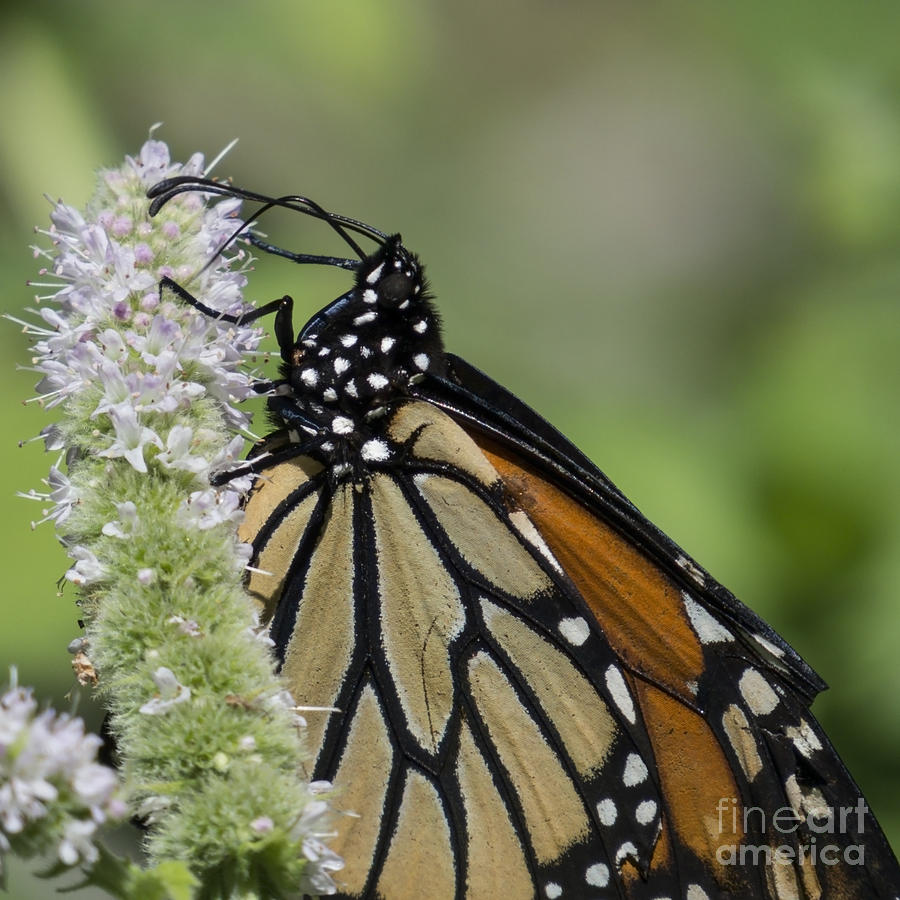 Monarch on Mint Photograph by Lili Feinstein