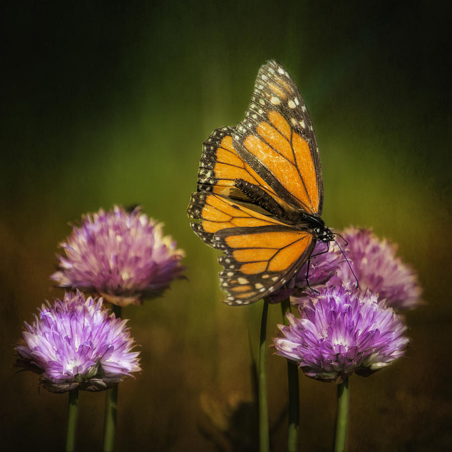Monarch on Moody Chives Photograph by Bill and Linda Tiepelman