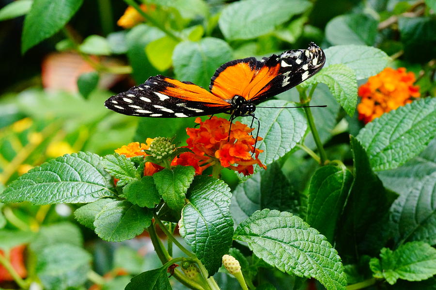 Monarch on Orange Flower Photograph by Mike Murdock