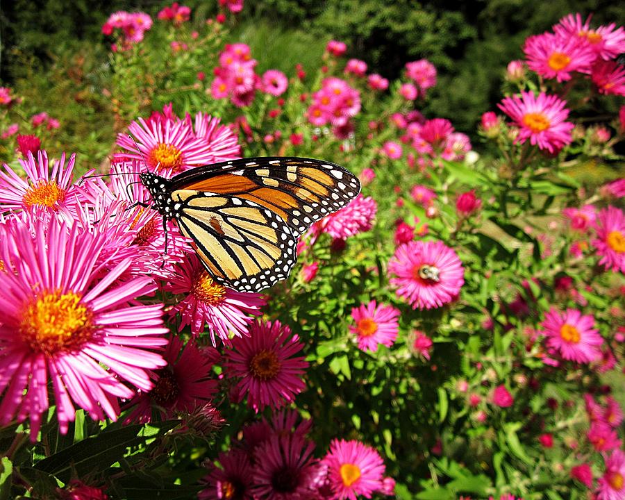 Monarch On Pink Asters Photograph By Mtbobbins Photography Fine Art America 