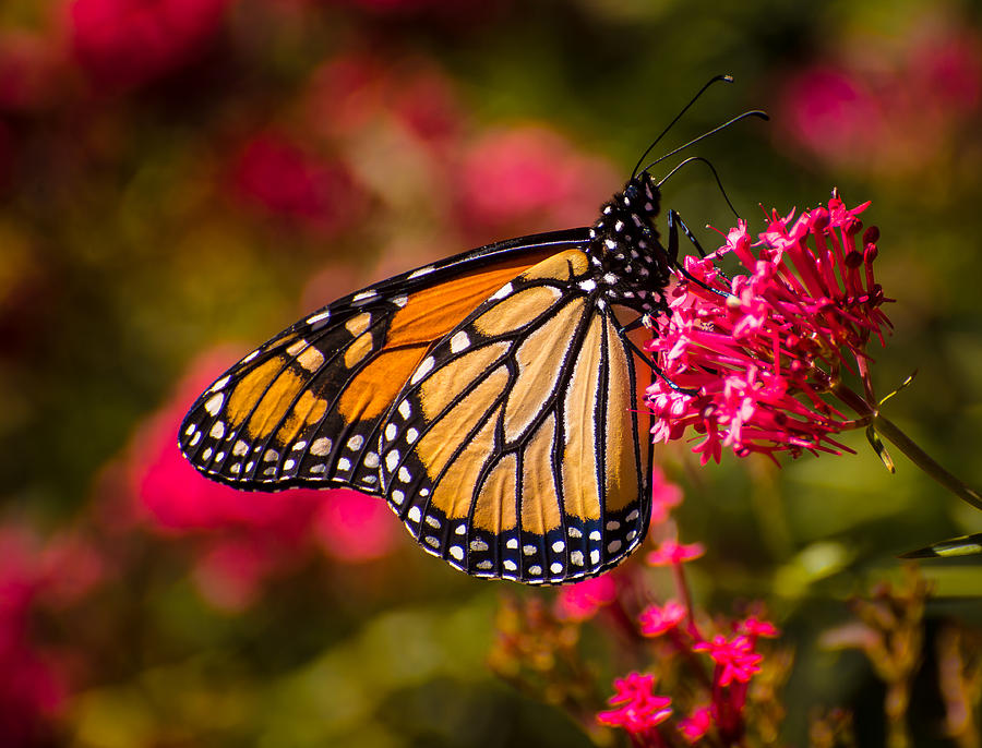 Wildlife Photograph - Monarch on Pink by Janis Knight