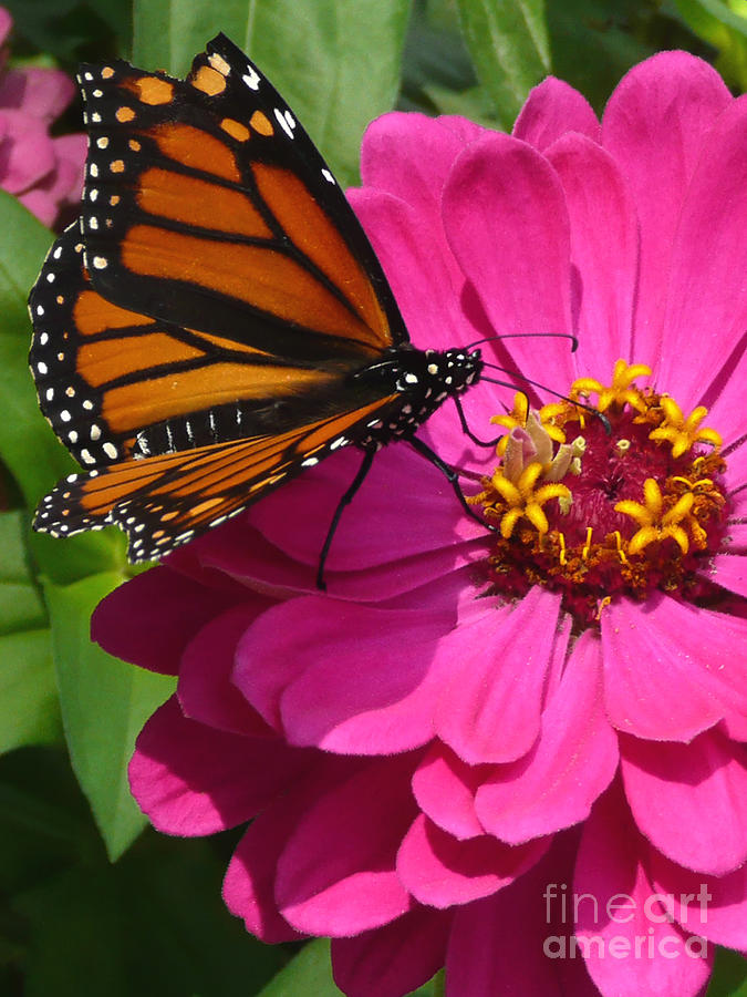 Monarch on Pink Photograph by Jayne Carney