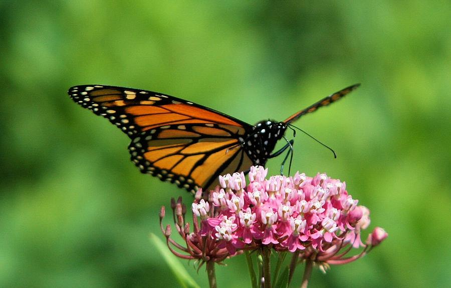 Monarch on Pink Wildflower Photograph by John Dart