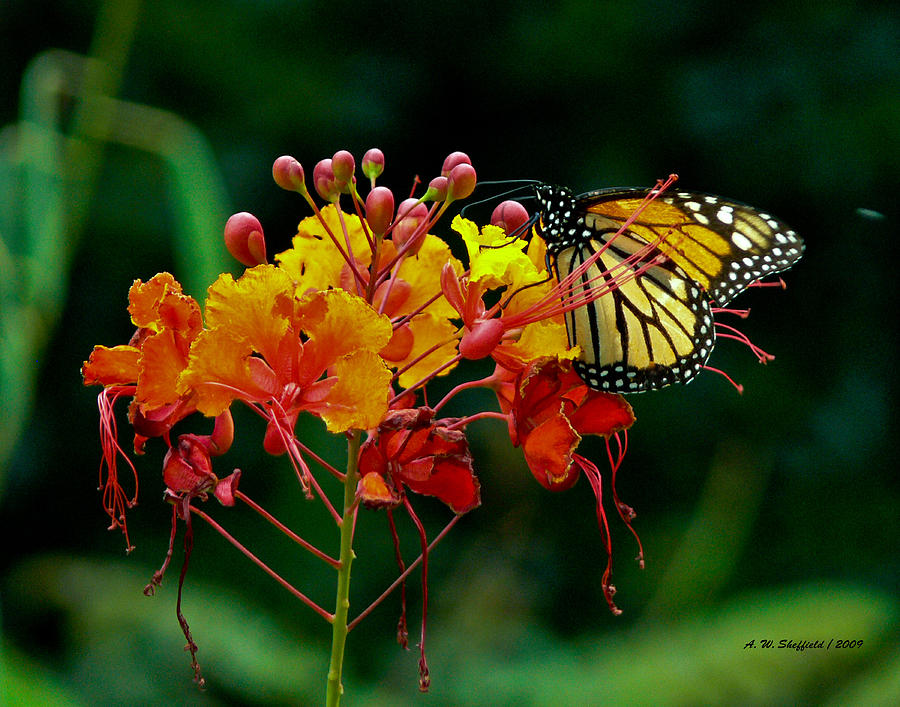 Butterfly Photograph - Monarch on Pride of Barbados by Allen Sheffield