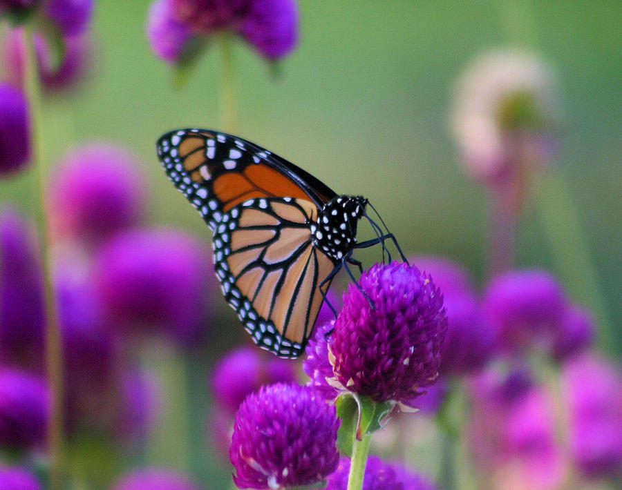 Monarch on Purple Flowers Photograph by John Dart