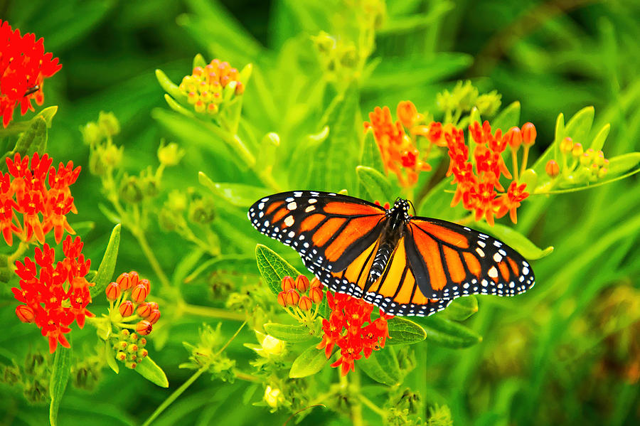 Monarch on Red Prairie Flower Photograph by Jean Hutchison