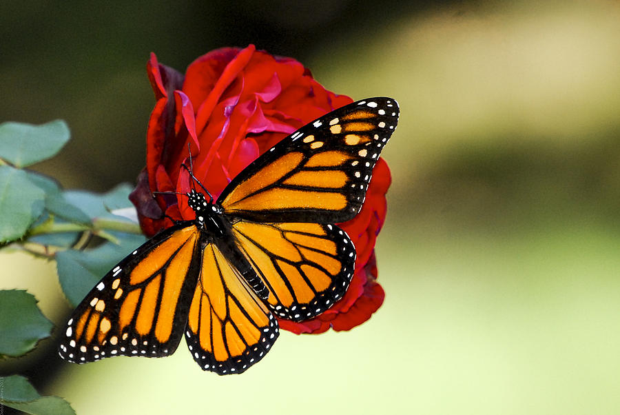 Monarch on Rose Photograph by Debbie Karnes