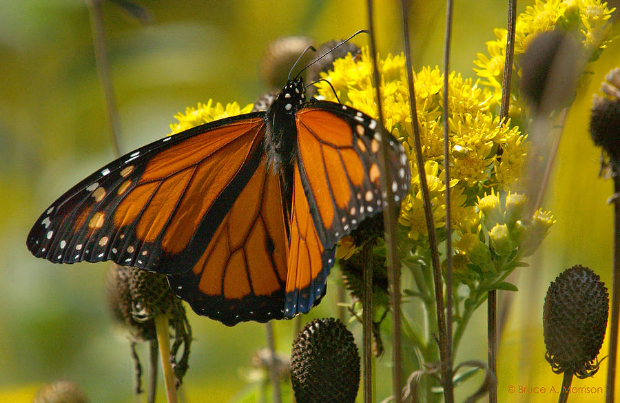 Monarch on Stiff Goldenrod Photograph by Bruce Morrison