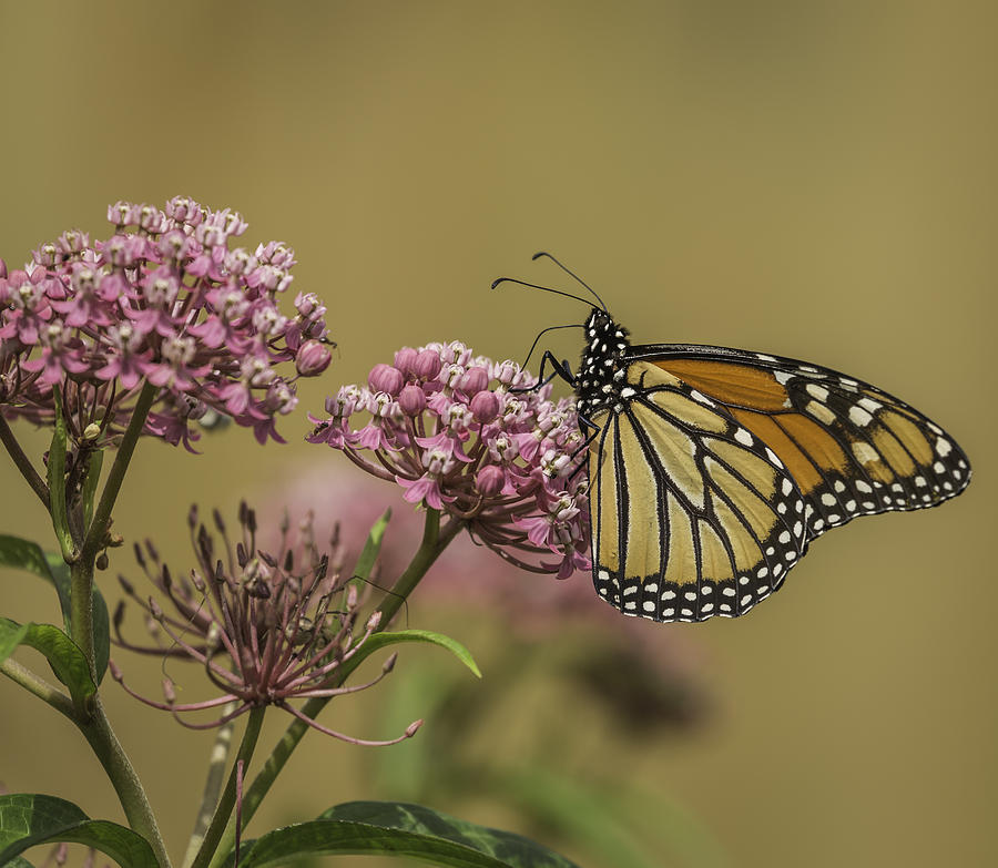 Monarch On Swamp Milkweed Photograph by Thomas Young