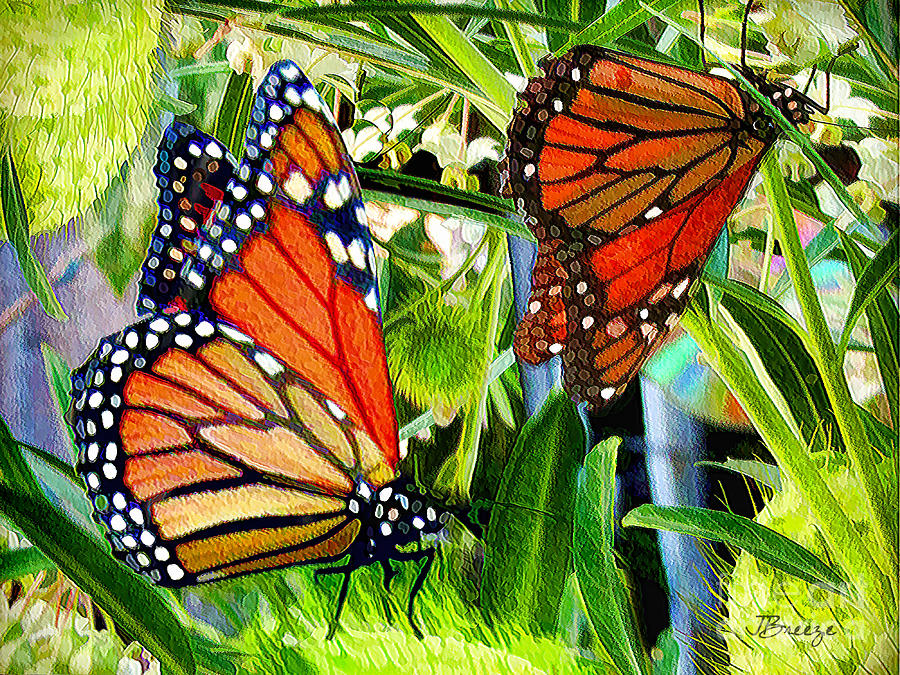 Monarch on Swan Plant.NZ Digital Art by Jennie Breeze