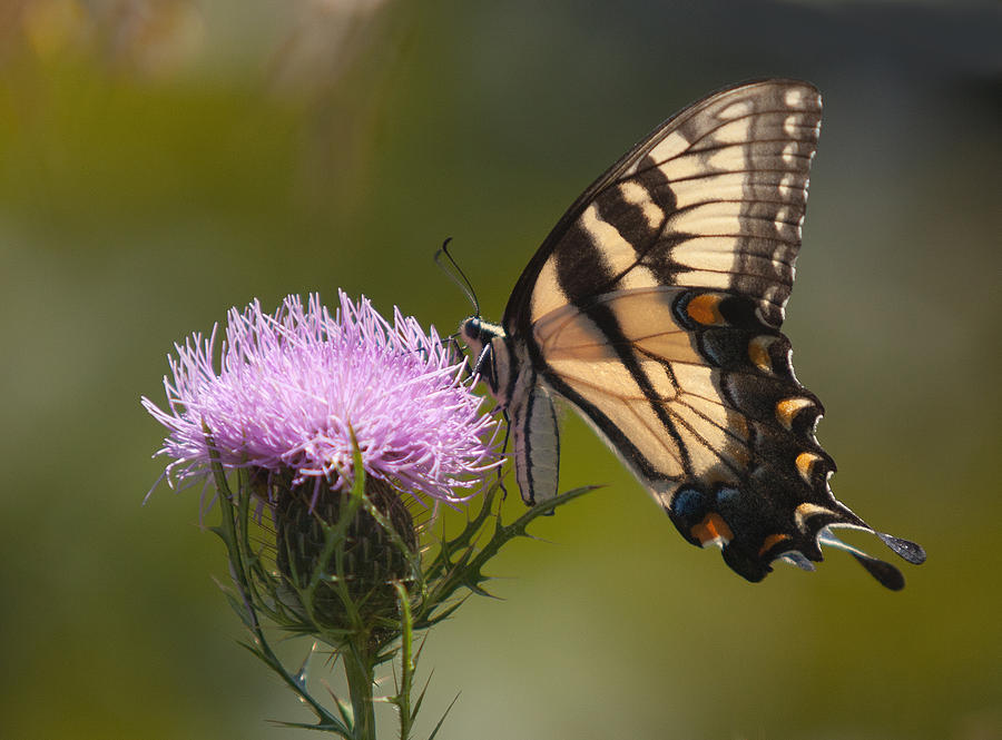 Monarch on Thistle Photograph by Jack Nevitt