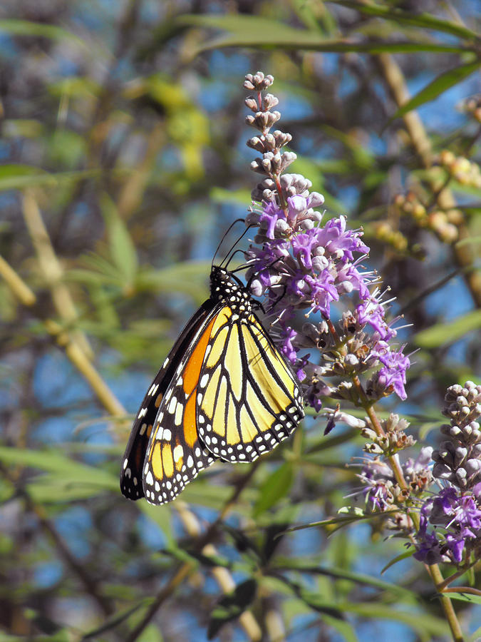 Monarch on Vitex Photograph by Jayne Wilson