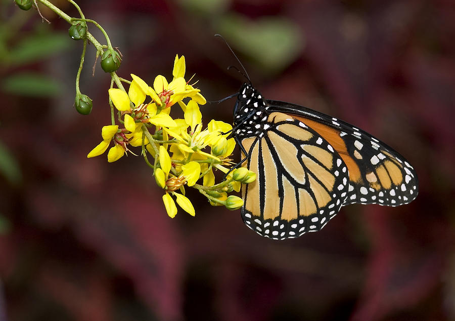 Monarch on Yellow Flowers Photograph by Pat Exum