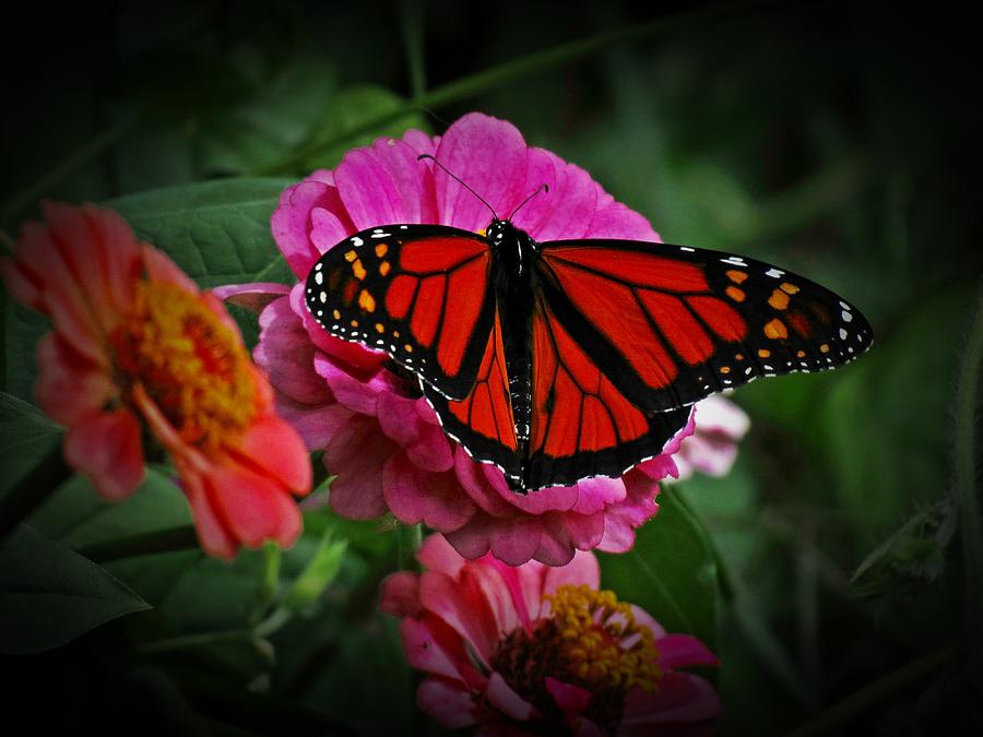 Monarch on Zinnia Flowers Photograph by MTBobbins Photography