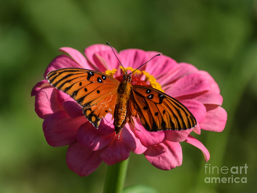 Up Movie Photograph - Monarch on Zinnia by Renee Barnes