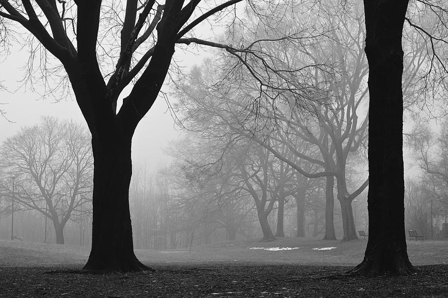 Tree Photograph - Monarch Park - 321 by Rick Shea