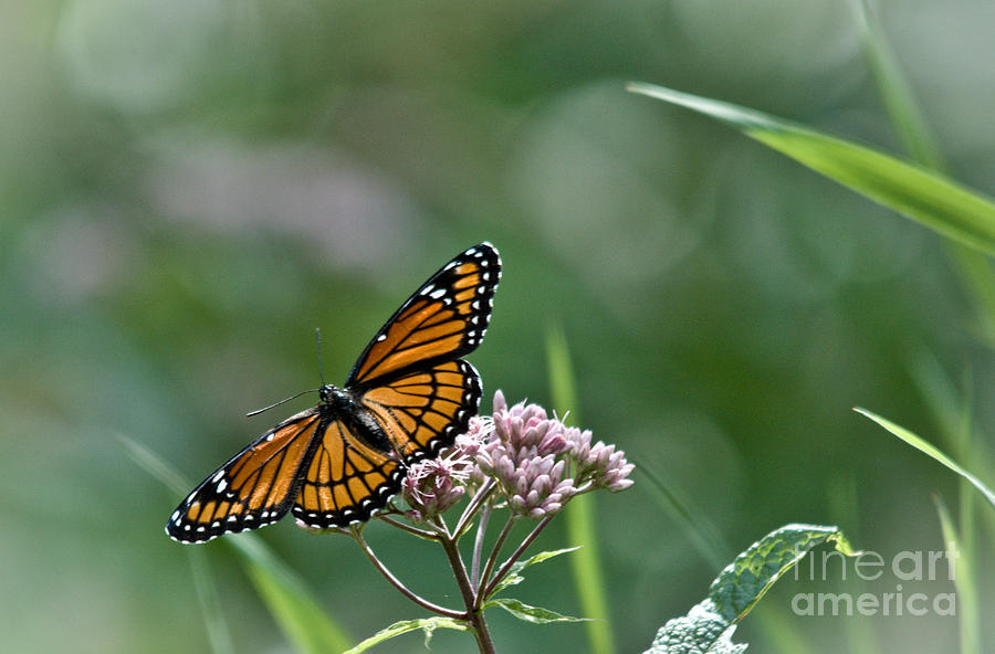 Monarch Perch Photograph by Cheryl Baxter
