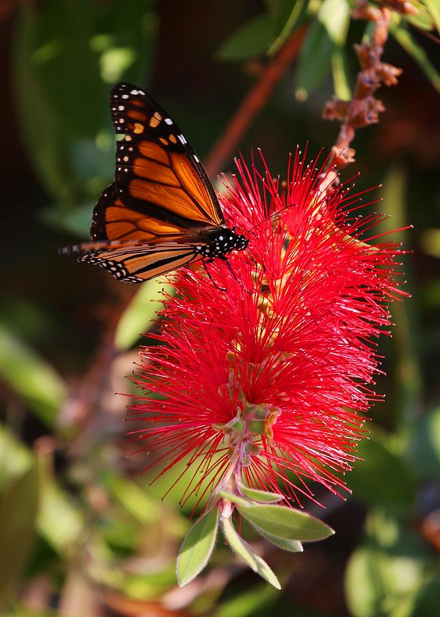 Monarch Red Photograph by Ru Tover | Fine Art America