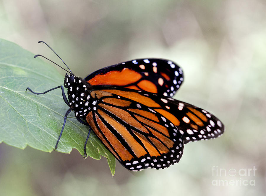 Monarch resting on a leaf Photograph by Ruth Jolly