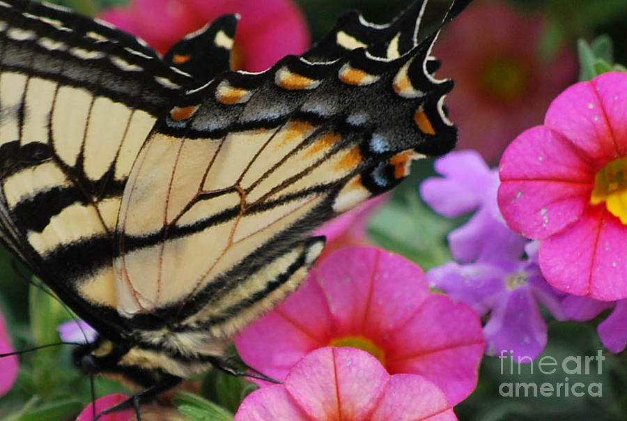 Butterfly Photograph - Monarch by Robin Hassler