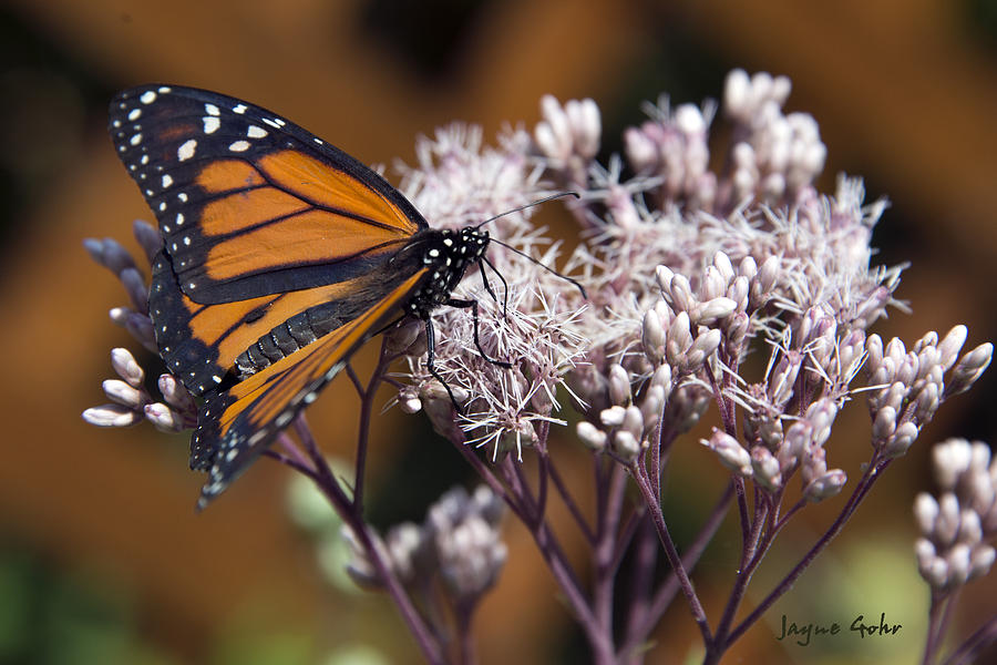 Butterfly Photograph - Monarch Royalty by Jayne Gohr