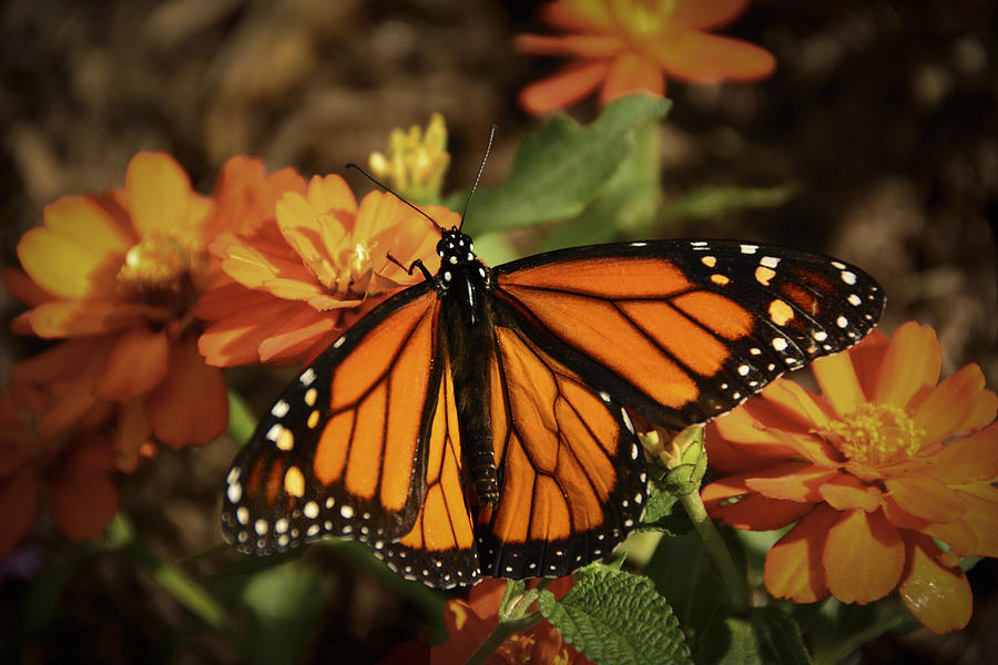 Monarch Spotlight. Photograph by Penny Lisowski