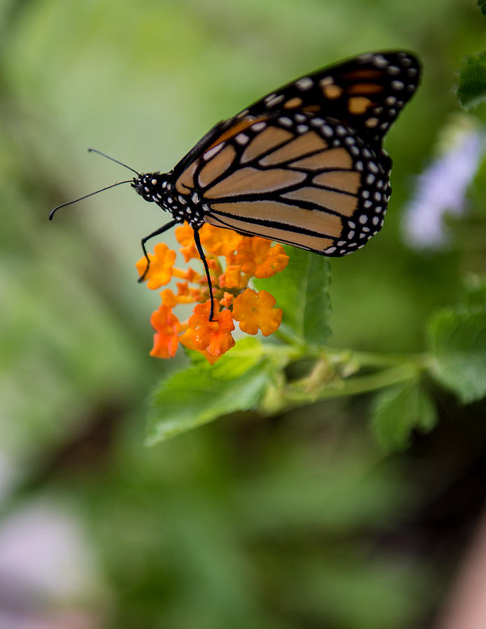 Monarch Photograph by Steve Seeger | Fine Art America