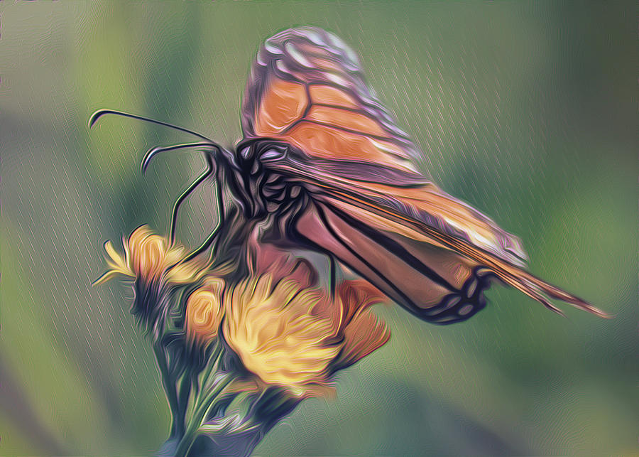 Monarch Striations Photograph by Bill and Linda Tiepelman