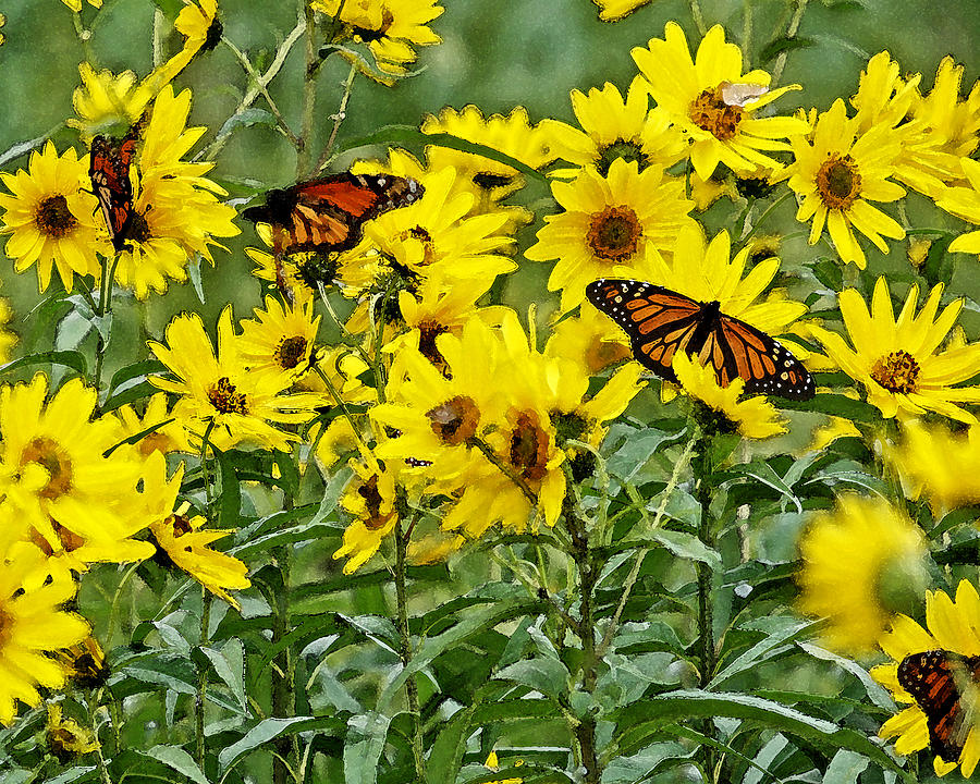 Monarch Sunflowers Dwc Photograph
