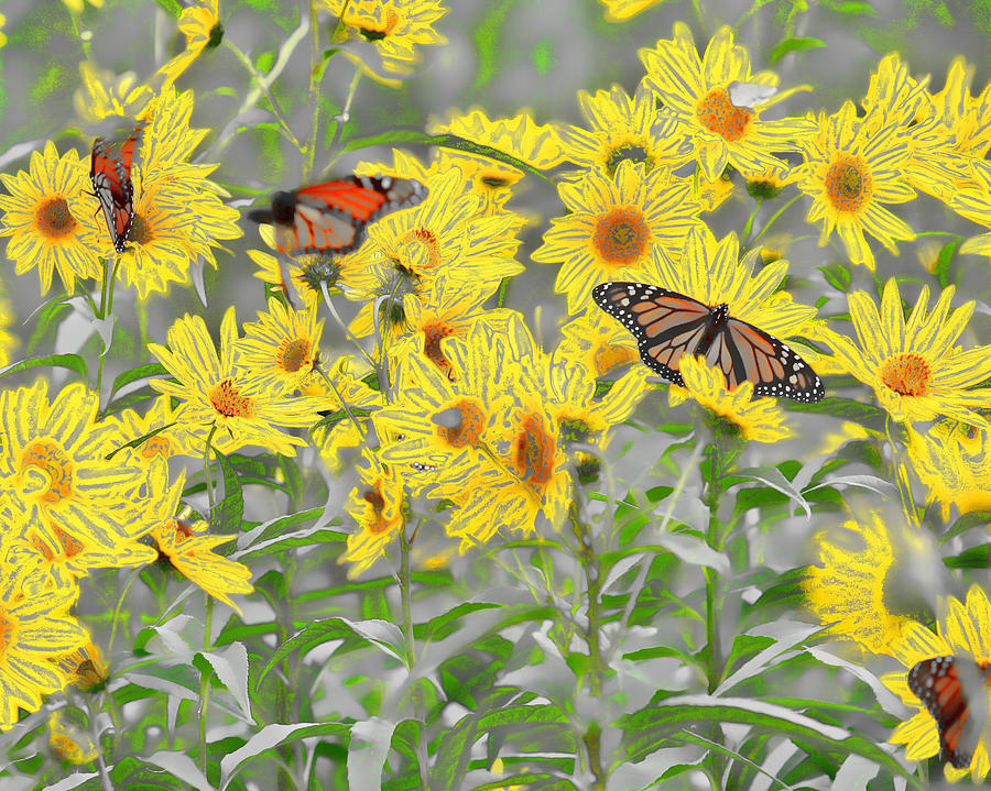 Monarch Sunflowers Wowc Photograph