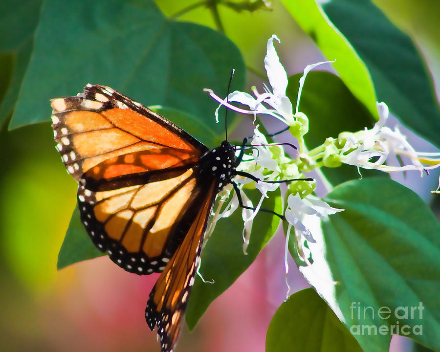 Monarch Transparent Photograph by Randy Jackson