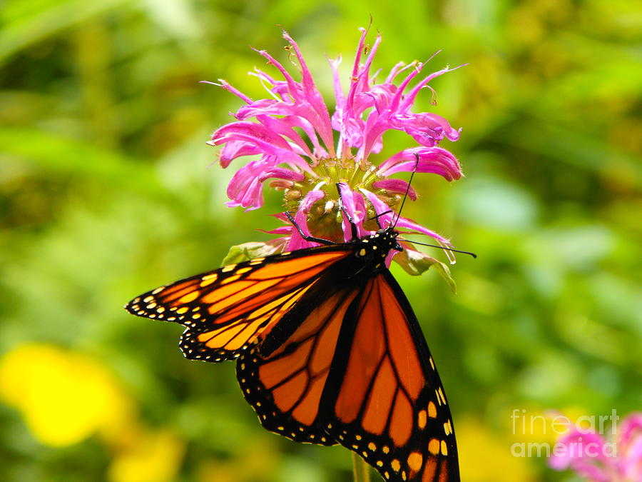 Monarch Under Flower Photograph by Erick Schmidt