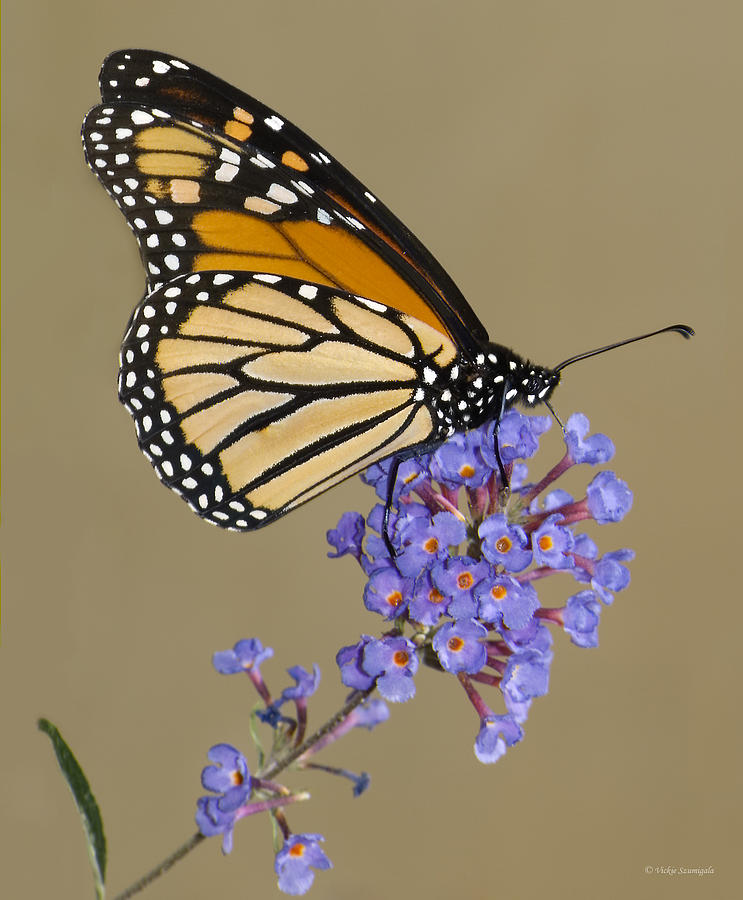 Monarch Photograph by Vickie Szumigala