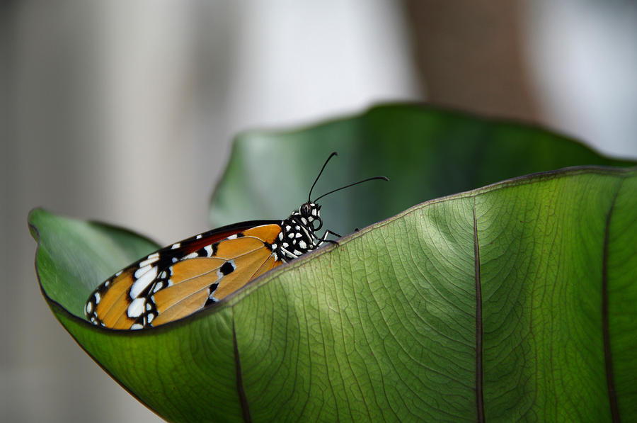 Butterfly Photograph - Monarch by Vince Risner Butterfly Photograph - Monarch by Vince Risner