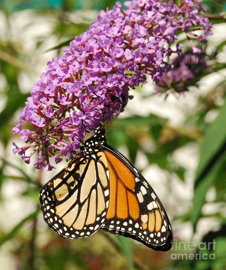 Monarch Visits New England Photograph by Eunice Miller