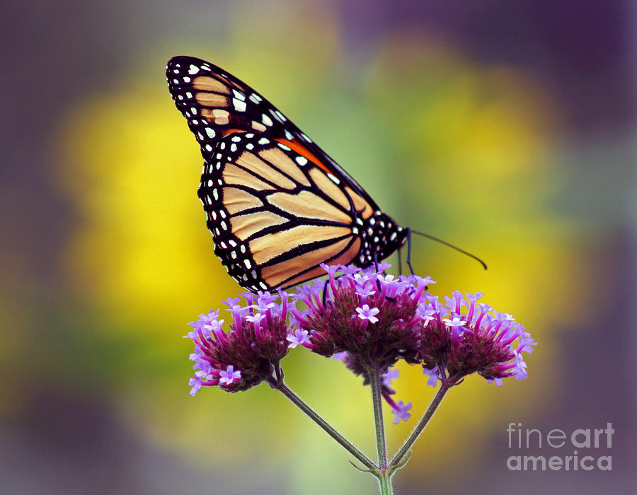 Monarch with Sunflower Photograph by Karen Adams