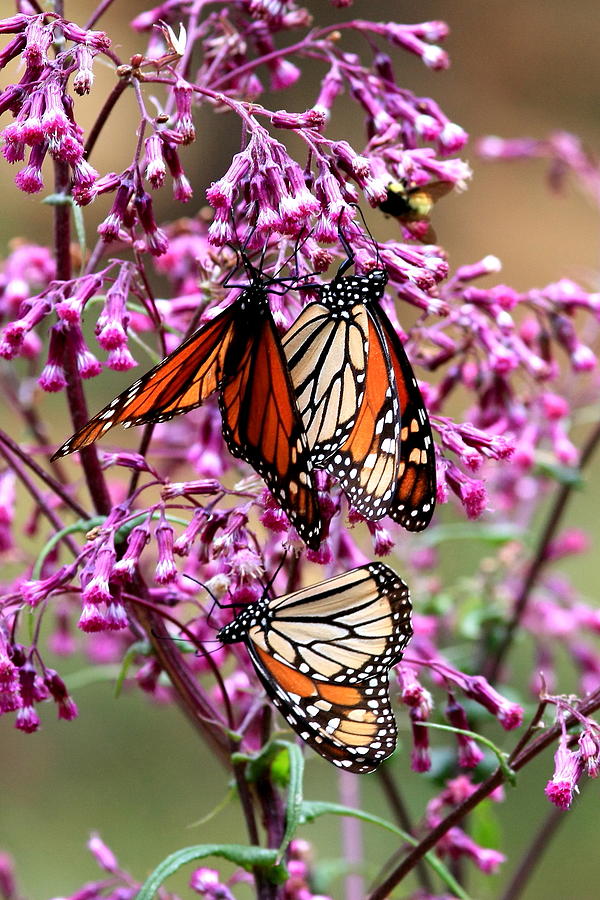 Monarchs and Flora Photograph by Robert McKinstry