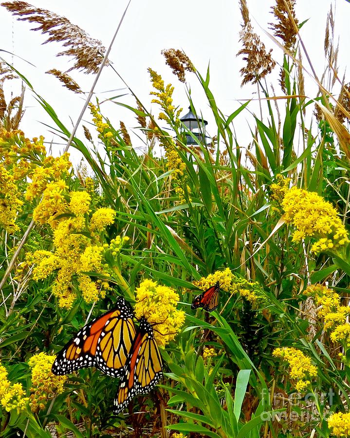 Monarchs at East Point Lighthouse  Photograph by Nancy Patterson
